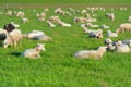 Sheep at Dutch wadden island Terschelling Royalty Free Stock Photo