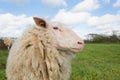 Sheep at Dutch wadden island Terschelling Royalty Free Stock Photo