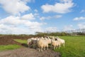 Sheep at Dutch wadden island Terschelling Royalty Free Stock Photo