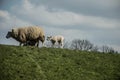 Sheep on the dyk Royalty Free Stock Photo