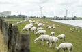 Sheep on a dyke in front of a canal and windmills Royalty Free Stock Photo