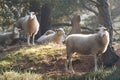 Sheep in the early morning light Royalty Free Stock Photo