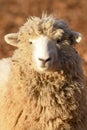 A sheep in the early morning light Royalty Free Stock Photo