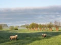 sheep in early morning meadow with willow trees near utrecht in the netherlands Royalty Free Stock Photo