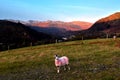 Sheep in the early morning Royalty Free Stock Photo