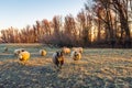 Sheep in early morning sunlight Royalty Free Stock Photo