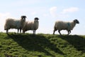 Sheep on earth embankment with shadows on ground Royalty Free Stock Photo