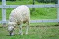 Sheep eat grass Royalty Free Stock Photo