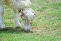 Sheep eat grass Royalty Free Stock Photo