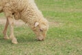 Sheep eat grass. Royalty Free Stock Photo