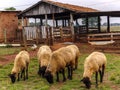 Sheep eatin on pasture brazilian farm Royalty Free Stock Photo