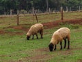 Sheep eatin on pasture brazilian farm Royalty Free Stock Photo