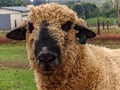 Sheep eatin on pasture brazilian farm Royalty Free Stock Photo