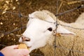 Sheep Eating Royalty Free Stock Photo