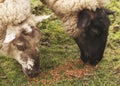 Sheep eating