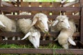Sheep Eating In The Animal Pen Royalty Free Stock Photo