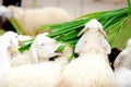 Sheep eating food greensward