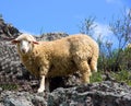 A sheep is eating grass Royalty Free Stock Photo