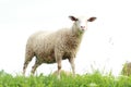 Sheep eating grass Royalty Free Stock Photo