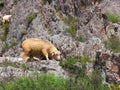 Sheep is eating grass on a beautiful mountain Royalty Free Stock Photo