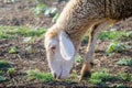 Sheep eat grass Royalty Free Stock Photo