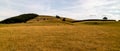 Sheep eating grass and doing sheep things in Yorkshire