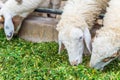 Sheep eating grass. Royalty Free Stock Photo