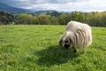 Sheep eating grass in front of mountains Royalty Free Stock Photo