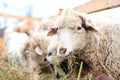 Sheep eating grass and hay in a rural farm Royalty Free Stock Photo