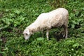 Sheep eating grass in meadow Royalty Free Stock Photo