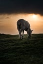 Sheep eating grass at misty cloudy sunrise. Vertical photography