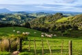 Sheep eating grass on the mountains Royalty Free Stock Photo