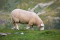 Sheep eating grass Royalty Free Stock Photo