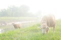 Sheep 1 Royalty Free Stock Photo