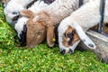 Sheep eating grass. Royalty Free Stock Photo