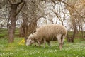 Sheep eating green grass