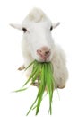 Sheep eating green grass Royalty Free Stock Photo