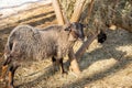 Sheep eating hay from trough. Sheep feeding hay from trough in barn Royalty Free Stock Photo