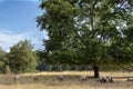 Sheep eating in the meadow Royalty Free Stock Photo