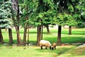 Sheep Eating, Mother and Child