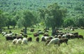 Sheep eating in an olive tree field Royalty Free Stock Photo