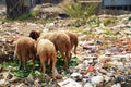 Sheep eating between piles of rubbish