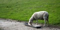 Sheep eating at trough Royalty Free Stock Photo