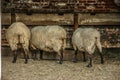 Sheep Eating from a Trough Royalty Free Stock Photo