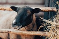 A sheep eats dry hay standing in a paddock on a farm. Agriculture and livestock feeding