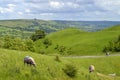 Sheep in Edale Derbyshire Royalty Free Stock Photo