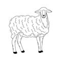 Sheep. Elegant fluffy animal. Vector hand drawn contour