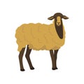 Sheep. Elegant fluffy animal. Vector hand drawn