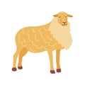 Sheep. Elegant fluffy herbivore. Vector hand drawn
