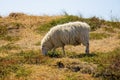 Sheep at Ellenbogen Beach Royalty Free Stock Photo